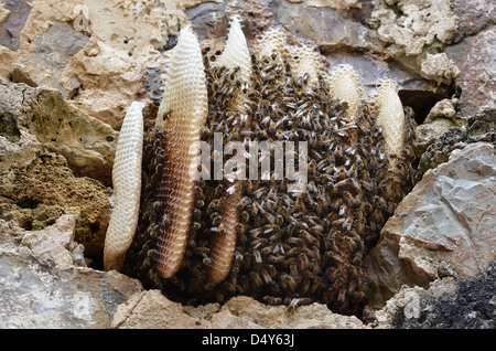 Bienenstock auf den Ruinen einer alten Zuckermühle am Watcho Beach, St. Croix, Amerikanische Jungferninseln. Stockfoto