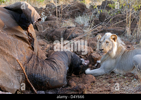 Afrika, Kenia, Meru. Löwen Fütterung auf den Kadaver eines Elefanten, die von Wilderern getötet wurde. Stockfoto