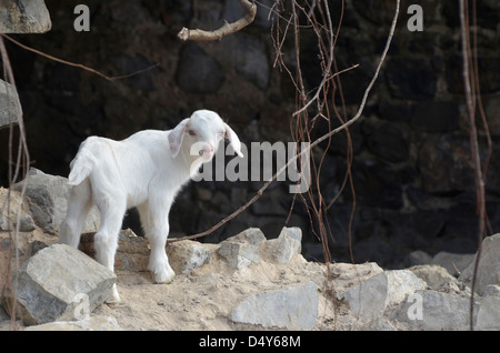 Ziege in den Ruinen einer alten Zuckermühle am Watcho Beach, St. Croix, Amerikanische Jungferninseln. Stockfoto