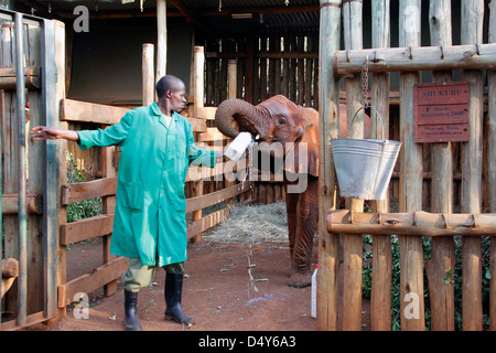 Afrika, Kenia, Nairobi. Hausmeister Flaschenernährung verwaist Elefantenbaby Shukuru am David Sheldricks Wildlife Trust. Stockfoto