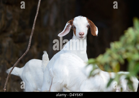 Ziegen auf den Ruinen einer alten Zuckermühle am Watcho Beach, St. Croix, Amerikanische Jungferninseln. Stockfoto