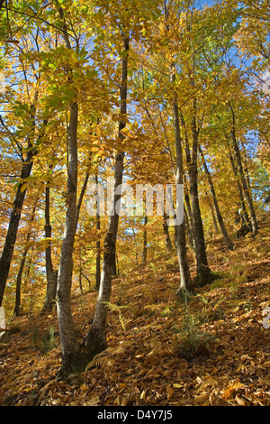 Europa, Italien, Toskana, Garfagnana, Fabbriche di Vallico Bereich, Wälder im Herbst Stockfoto