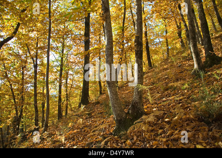 Europa, Italien, Toskana, Garfagnana, Fabbriche di Vallico Bereich, Wälder im Herbst Stockfoto