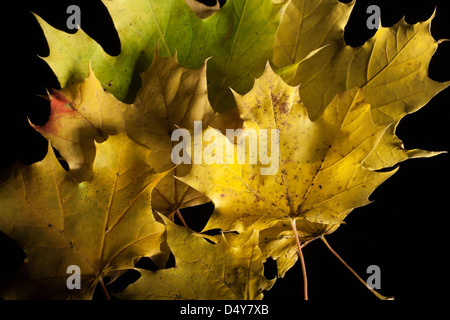 Stapel von bunte Herbstblätter Ahorn mit Lightpainting-Technik beleuchtet. Stockfoto