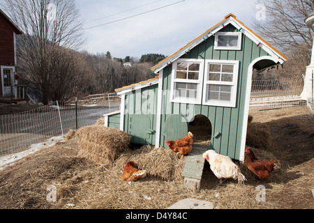 Vermont CSA Hof mit Hühnern im zeitigen Frühjahr mit beweglichen Hühnerstall. Stockfoto