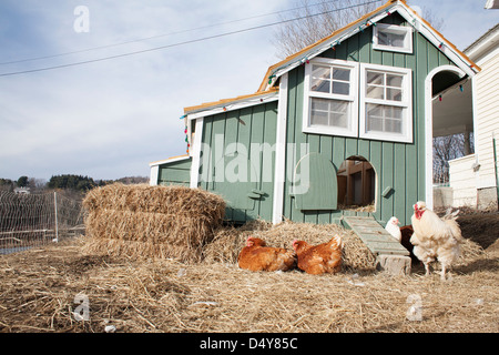 Vermont CSA Hof mit Hühnern im zeitigen Frühjahr mit beweglichen Hühnerstall. Stockfoto