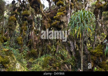 Tropischen Bergwald, Ruwenzori, Uganda Stockfoto