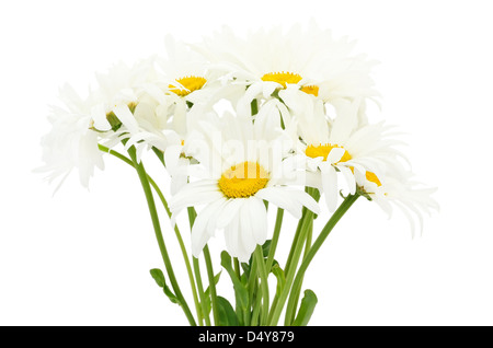 Blumenstrauß der Kamille Blume isoliert auf weißem Hintergrund Stockfoto