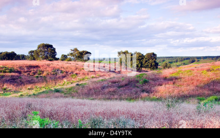 Rot stammten Wildgras mit blass rosa Blüten im Sommer Brocton Feld Cannock Chase Country Park AONB Stockfoto