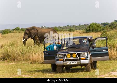 Afrikanischer Bush Elefant (Loxodonta Africana) im Murchison Falls National Park, Uganda. Touristen, die Elefanten beobachten. Stockfoto
