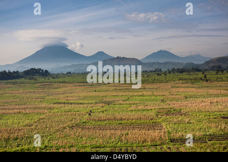 Landschaften rund um Kisoro, Kigezi. Hintergrund: Virunga Vulkane; Mgahinga-Gorilla-Nationalpark. Stockfoto