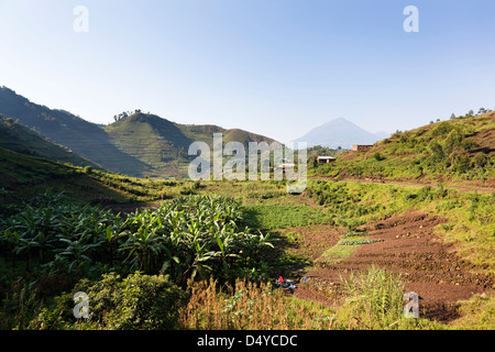 Landschaften rund um Kisoro, Kigezi. Hintergrund: Virunga Vulkane; Mgahinga-Gorilla-Nationalpark. Stockfoto