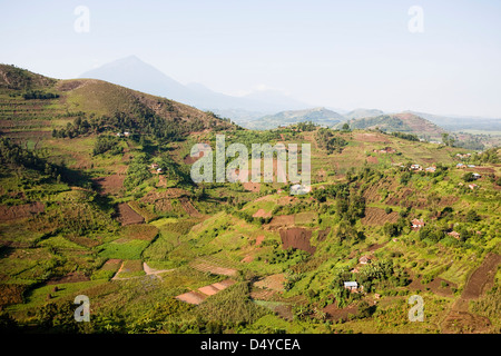 Landschaften rund um Kisoro, Kigezi. Hintergrund: Virunga Vulkane; Mgahinga-Gorilla-Nationalpark. Stockfoto