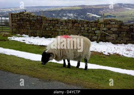 Eine robuste blackfaced Schafbeweidung am Straßenrand in der North Yorkshire Moors im winter Stockfoto