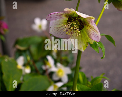 Winter oder Weihnachten Rose Helleborus in Masham Yorkshire England Stockfoto