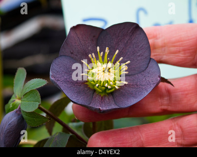 Winter oder Weihnachten Rose Helleborus in Masham Yorkshire England Stockfoto