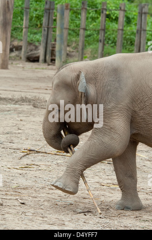 Malaysia, Borneo, Sabah, Kota Kinabalu, Lok Kawi Wildlife Park. Asiatische Elefantenbaby mit Bambus im Kofferraum. Stockfoto