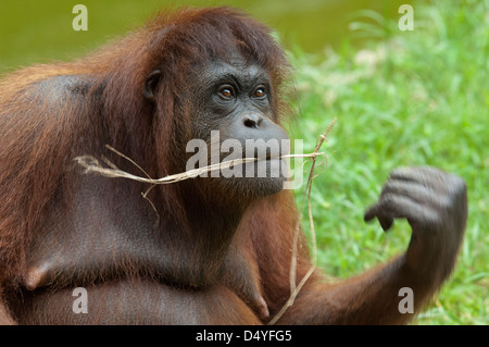 Malaysia, Borneo, Sabah, Kota Kinabalu, Lok Kawi Wildlife Park. Bornean Orang-Utans (Pongo Pygmaeus). Stockfoto