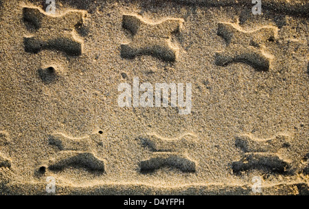 Spuren im sand Stockfoto