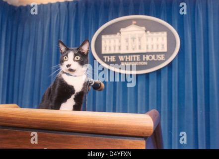 Foto von Socken die Katze, stehend auf dem Podium Presse im Presseraum im Weißen Haus: 05.12.1993 Stockfoto