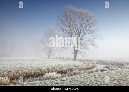 Weiden an einem frostigen Morgen in Norfolk, Großbritannien Stockfoto