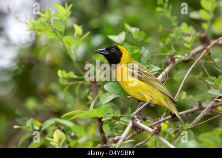 Der weniger maskiert-Weber (Ploceus Intermedius) ist eine kleine und gesellig Webervogel in Afrika südlich der Sahara verbreitet. Stockfoto