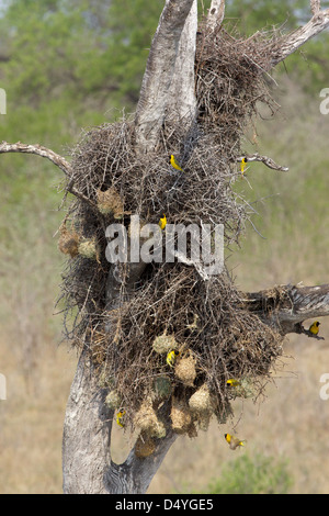 Der weniger maskiert-Weber (Ploceus Intermedius) ist eine kleine Webervogel, die in Afrika südlich der Sahara verbreitet ist. Stockfoto