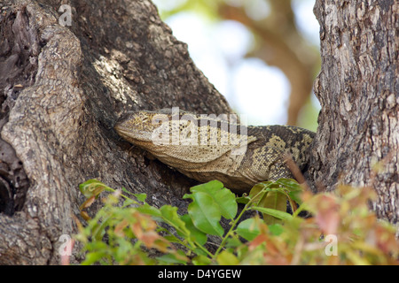 Die Felsenwaran (Varanus Albigularis), auch genannt Leguaan oder weiße-throated Monitor tritt im südlichen Afrika. Stockfoto