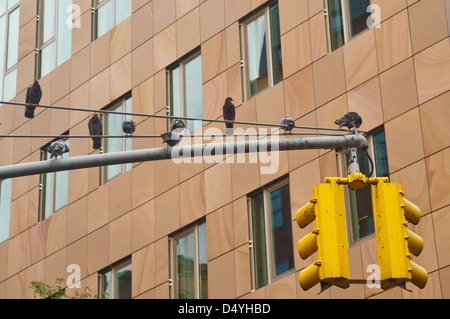 New York, NY - 31. Juli 2012 Tauben thront auf einem Ampel-Beitrag. Stockfoto