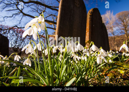 Schneeglöckchen blühen in Brathay Kirchhof, Ambleside, Lake District, Großbritannien. Stockfoto