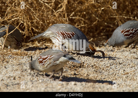 Die Gambels Wachteln (Art Gambelii) Herde Fütterung auf Boden am Barker Dam, Joshua Tree Nationalpark, Kalifornien, im Januar Stockfoto