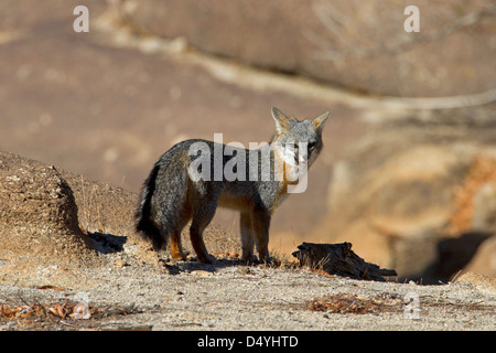 Grauer Fuchs (Urocyon Cinereoargenteus) auf der Jagd nach Beute am Barker Dam, Joshua Tree Nationalpark, Kalifornien, USA im Januar Stockfoto