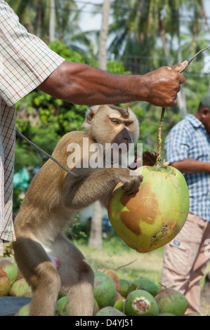 Thailand, Ko Samui. Kokosnuss-Plantage, Makaken Affen zu ausgebildet "Kokosnuss drehen". Stockfoto