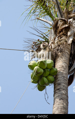 Thailand, Ko Samui. Kokosnuss-Plantage, ausgebildete Makaken-Affen Kokosnüsse von Palmen fallen schneller als menschliche Arbeiter. Stockfoto