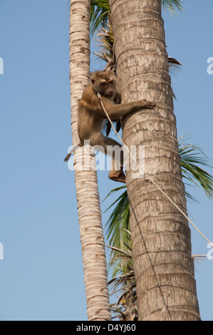 Thailand, Ko Samui. Kokosnuss-Plantage. Makaken, ausgebildet, um Kokosnüsse von den Palmen, Klettern auf den Baum fallen lassen. Stockfoto