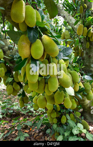 Vietnam, Cu Chi. Reife Jackfrucht am Baum. Stockfoto