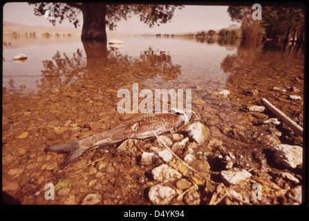 Tote Fische am Pahranagat Lake, eines Wildlife Refuge, Mai 1972 Stockfoto