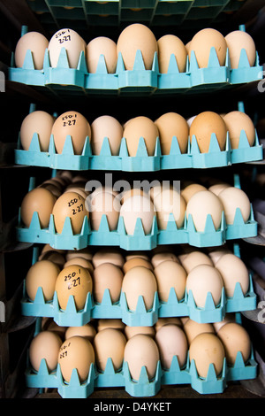 Eiern von einem Züchter warten auf 1. März 2013 in einem Inkubator in einer Brüterei in Delaware platziert werden. Stockfoto