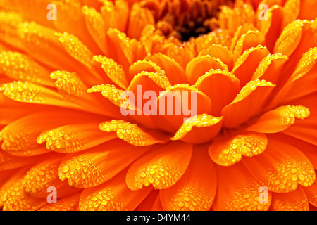 Calendula blühen, erfasst mit Morgentau auf den Blütenblättern. Stockfoto