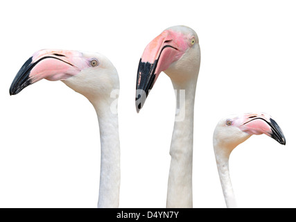 Rosa Flamingos, isoliert auf weiss Stockfoto