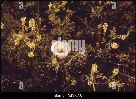 Blumen inmitten der Prärie Gräser auf Crow Indian Reservation, 06/1973 Stockfoto