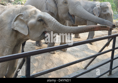 Elefanten im Zoo Stockfoto