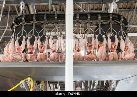 Arbeiter bereiten Hühnerschlachtkörpern auf der Linie in einer Aufbereitungsanlage in Delaware, USA am 1. März 2013. Stockfoto