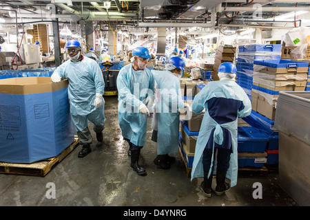 Arbeiter bereiten Hühnerschlachtkörpern auf der Linie in einer Aufbereitungsanlage in Delaware, USA am 1. März 2013. Stockfoto