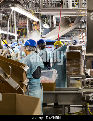 Arbeiter bereiten Hühnerschlachtkörpern auf der Linie in einer Aufbereitungsanlage in Delaware, USA am 1. März 2013. Stockfoto