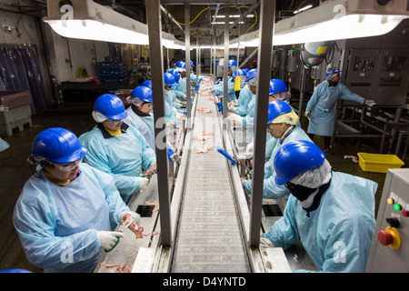 Arbeiter bereiten Hühnerschlachtkörpern auf der Linie in einer Aufbereitungsanlage in Delaware, USA am 1. März 2013. Stockfoto