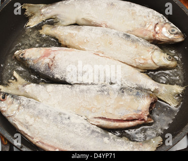 Fisch in der Pfanne gebraten Stockfoto