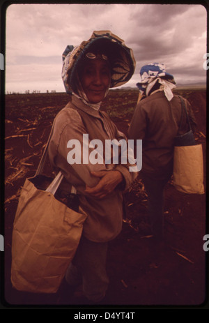 Zuckerrohrarbeiter in den Hauben einer Art, die gewöhnlich von den Japanern getragen wird, die hier ein Vierteljahrhundert früher arbeiteten. Die Arbeiter sind heute hauptsächlich Filipinos, Oktober 1973 Stockfoto