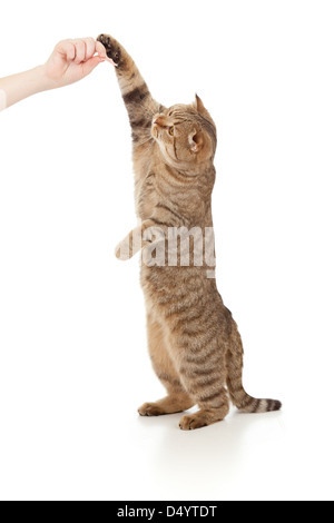 stehende Katze essen von Hand isoliert auf weiss Stockfoto