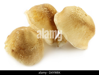 Shiitake Pilz auf weißem Hintergrund Stockfoto